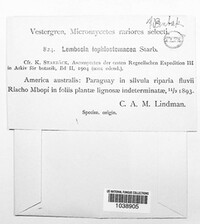 Image of Lembosia lophiostomacea